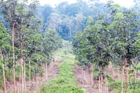 Writing the missing chapter in History syllabus