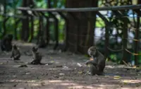 Going bananas: Conflicts involving monkeys costs RM4.99mil worth of losses in 5 years