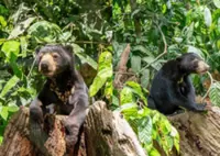 Two men nabbed for keeping sun bear cub, fangs 