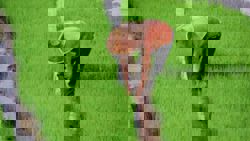 Japan backs use of satellite imagery in Lao rice cultivation