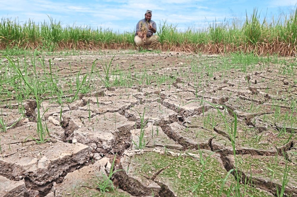 Padi farmer Muhd Akmal Mat Rafaii is worried as part of his padi field has dried up before the harvest season in Bukit Merah. — ZHAFARAN NASIB/The Star.