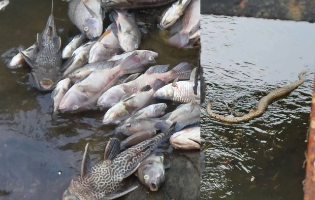 Pollution suspected in Sg Ramal after python and dozens of fish found dead