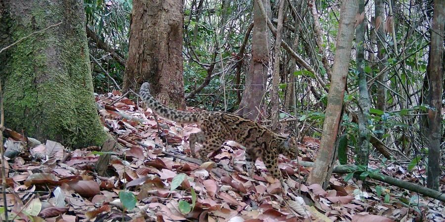 Camera traps reveal rare wildlife species in one of Cambodia's largest nature reserves