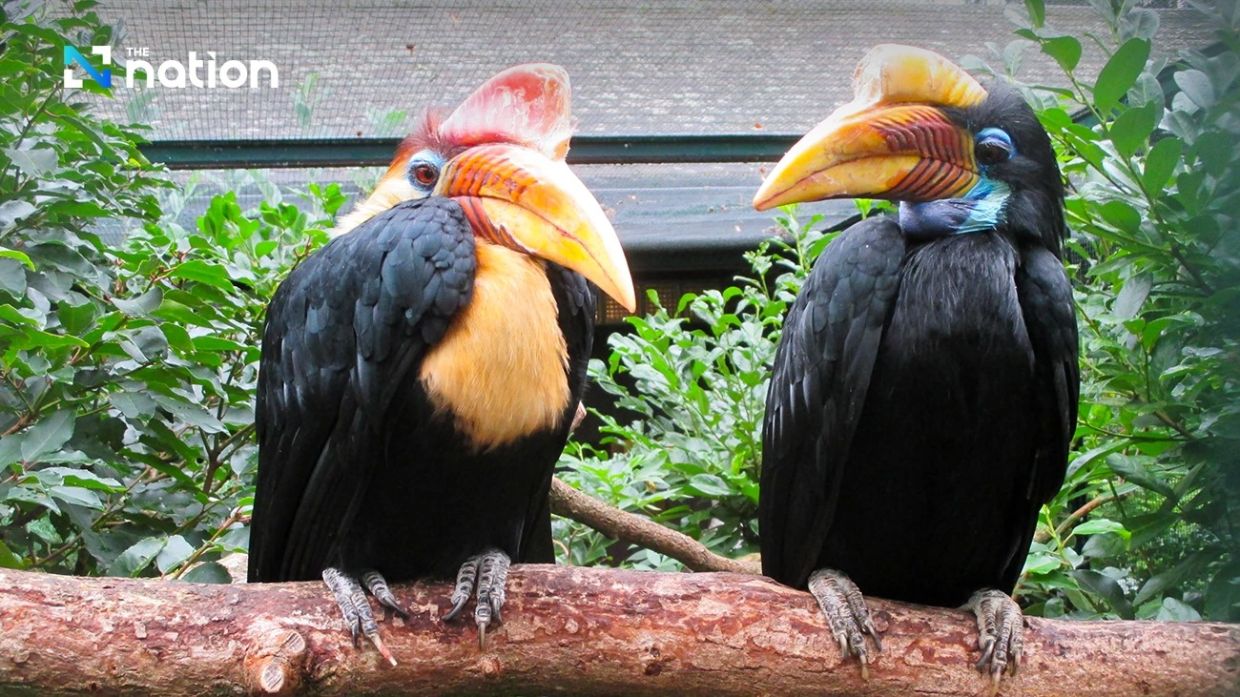 Feb 13: Love Hornbill Day – A symbol of true love and commitment
