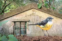 Flock of murals spreads its wings