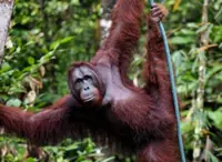 Orang utan feel the heat, too