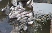 Pollution suspected in Sg Ramal after python and dozens of fish found dead