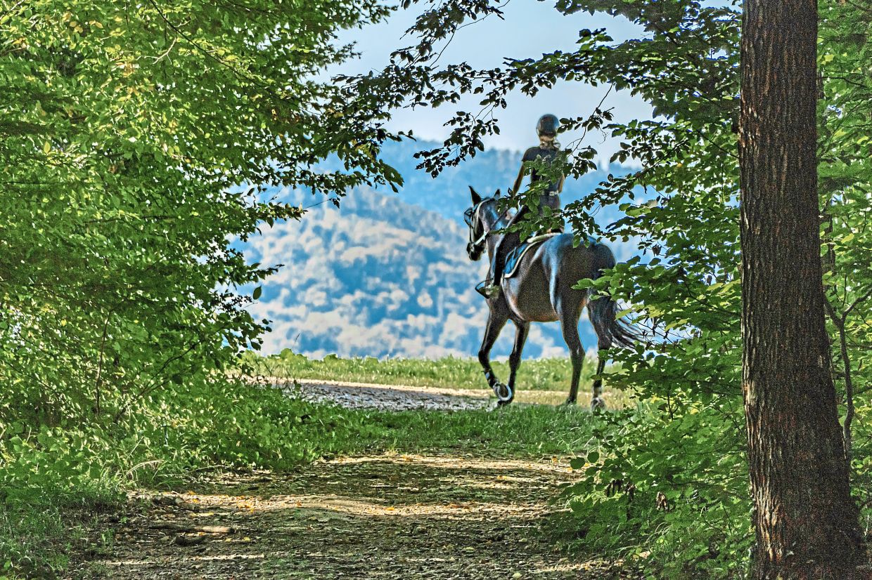 Go trail riding in the forest to relax in nature. — Unsplash