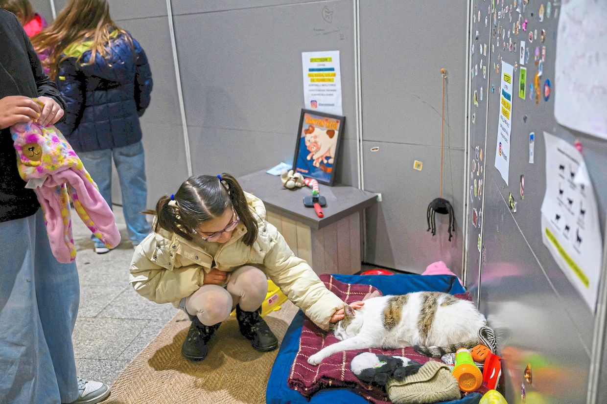 Kanyon is stroked by a young girl as he lays in his basket. News of his stolen basket brought out countless well-wishers, who have handed him endless supplies of food, toys and a comfortable cat house.