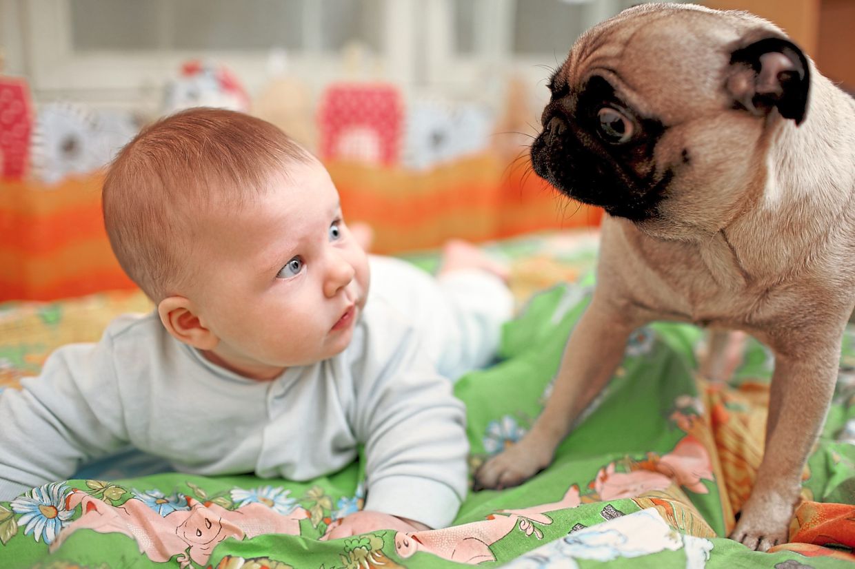 How to introduce your pup to a new baby