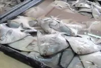 Find your prized festive white pomfret easily at retail outlets