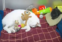 Street cats are pampered and showered with affection in Istanbul