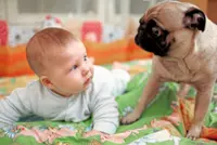 How to introduce your pup to a new baby