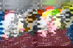 Street cats are pampered and showered with affection in Istanbul