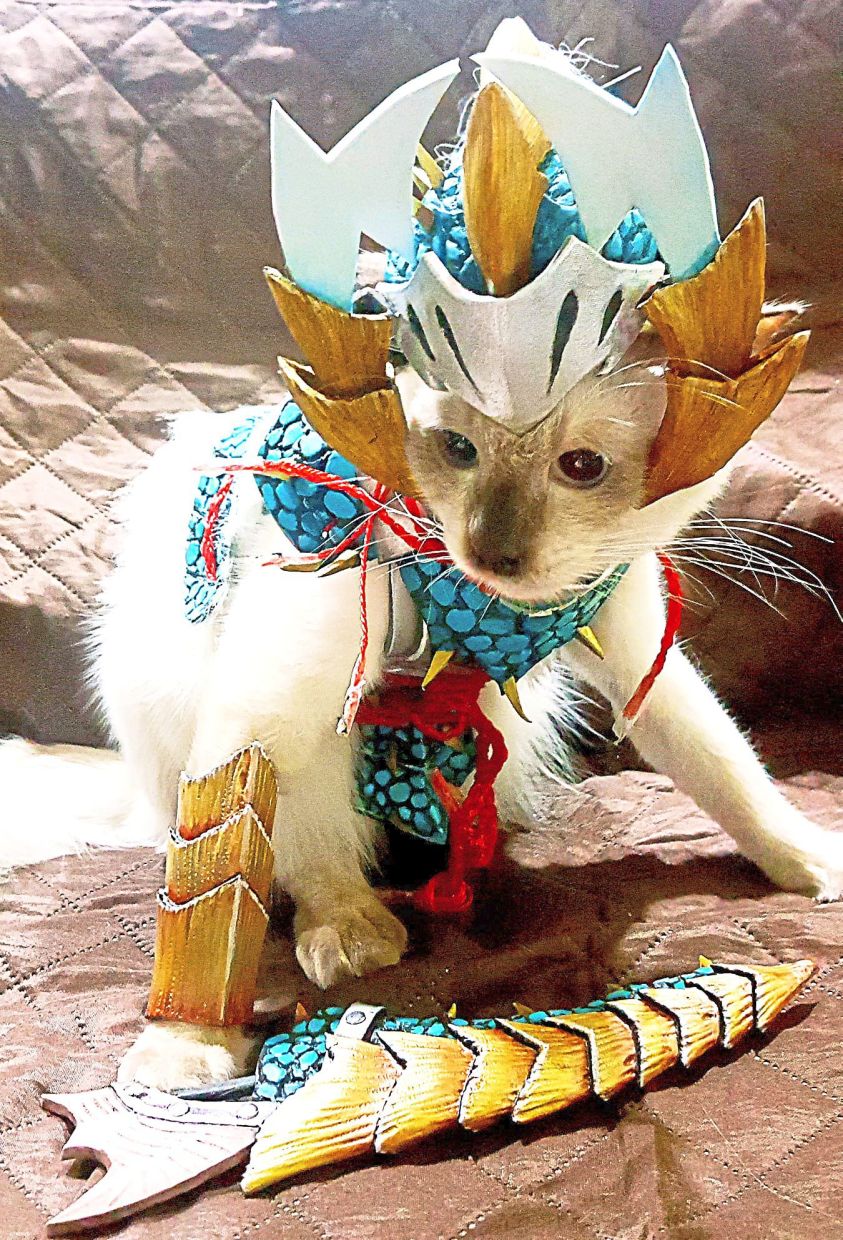Another family member, Woofie the cosplaying cat – he’s chill with the armour.