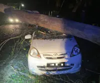 Three escape unhurt after tree falls on two cars