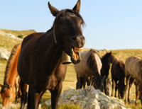 QuickCheck - Does a horse smile when it is happy?