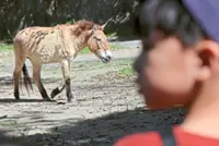 Endangered horses ready for the spotlight