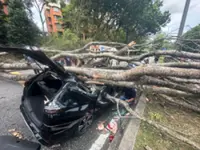 Two hurt as falling tree crushes MPV in Shah Alam