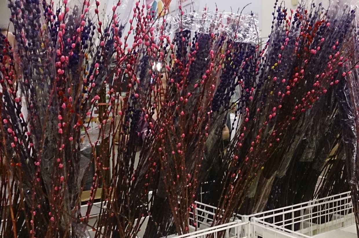 Dyed stalks of pussy willow ready for sale. - Pic courtesy of ProjectManhattan (CC BY-SA 3.0)