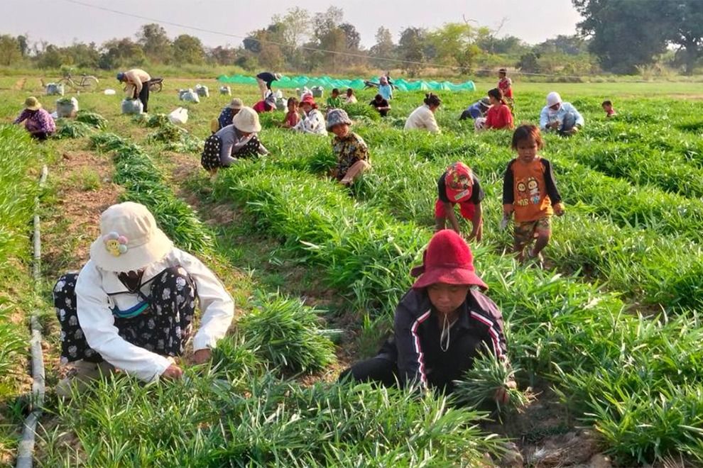 Cambodian refugees near Thai border growing vegetables as they await permission to return home