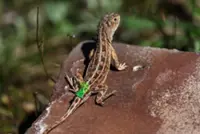 Sydney man jailed for mailing reptiles in popcorn bags