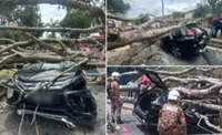 MBSA: Emergency measures implemented after Section 7 fallen tree incident