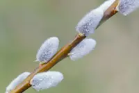 QuickCheck: Do pussy willow branches signify prosperity because they resemble silver ingots?