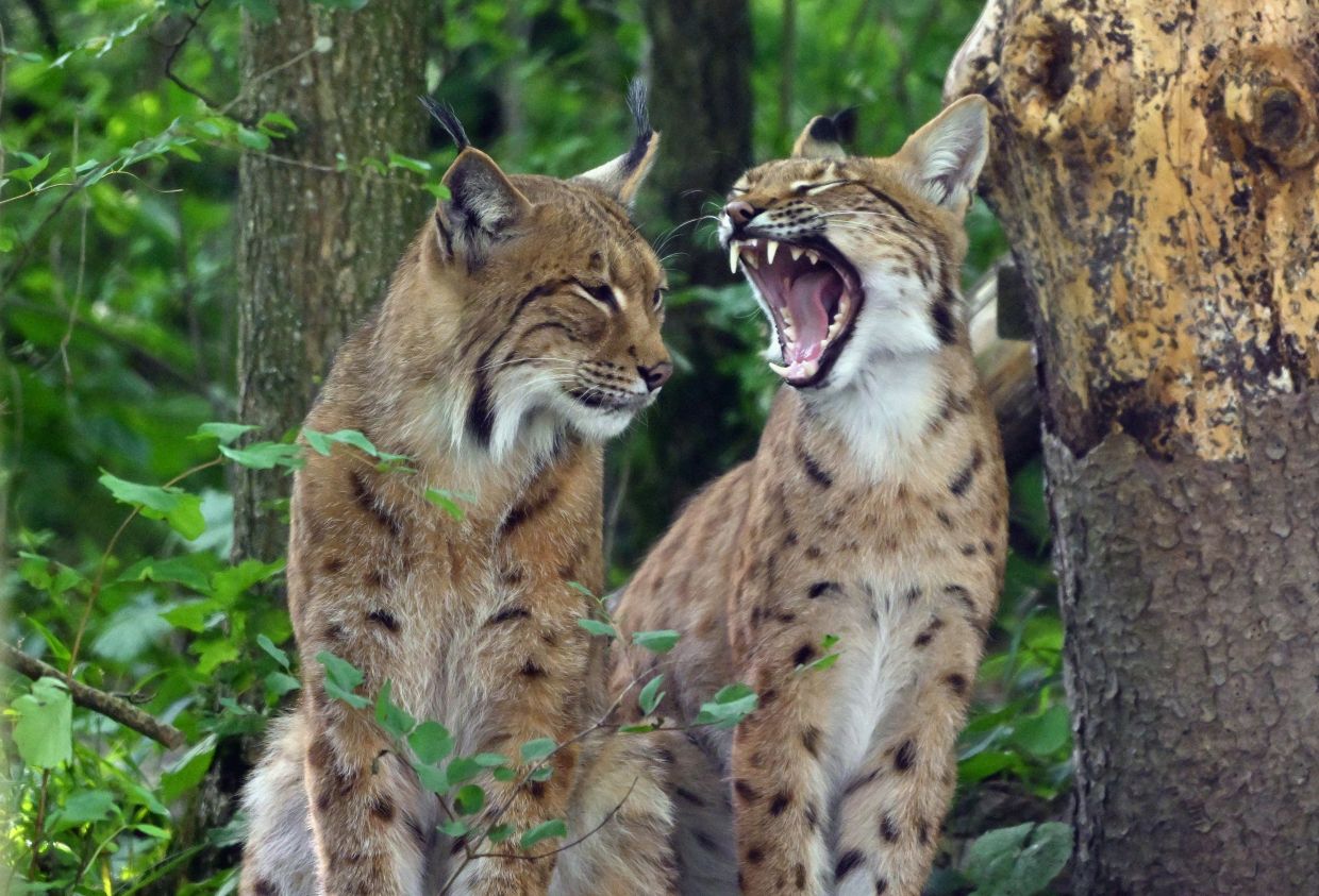 Two lynxes take a break on the 6,000 square metre Hütscheroda Wildcat Village enclosure in Thuringia. The animals are Central Europe's largest wildcat and have strong protections. — Photo: Martin Schutt/dpa