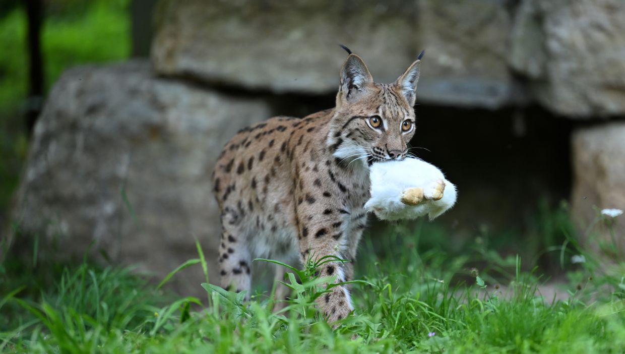 A young lynx brings home its dinner. The predator cat is the largest of its kind in Central Europe and is distinctive for its erect, pointy ears. — Photo: Martin Schutt/dpa