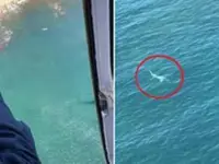 Video shows great white shark circling divers in Australia