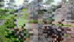 Extreme heat pushing Australia's farms, wildlife to limits, study warns