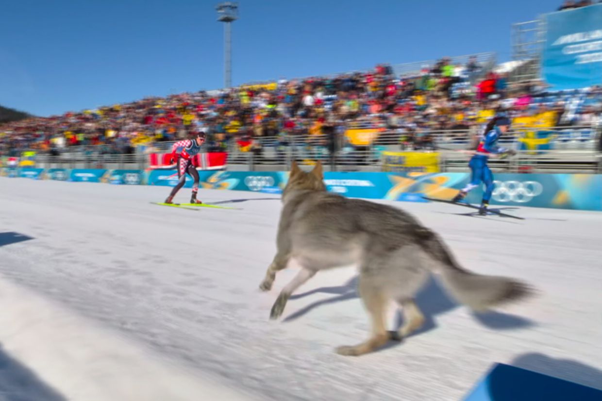 Dog crashes Olympic skiing event, sprints across finish line