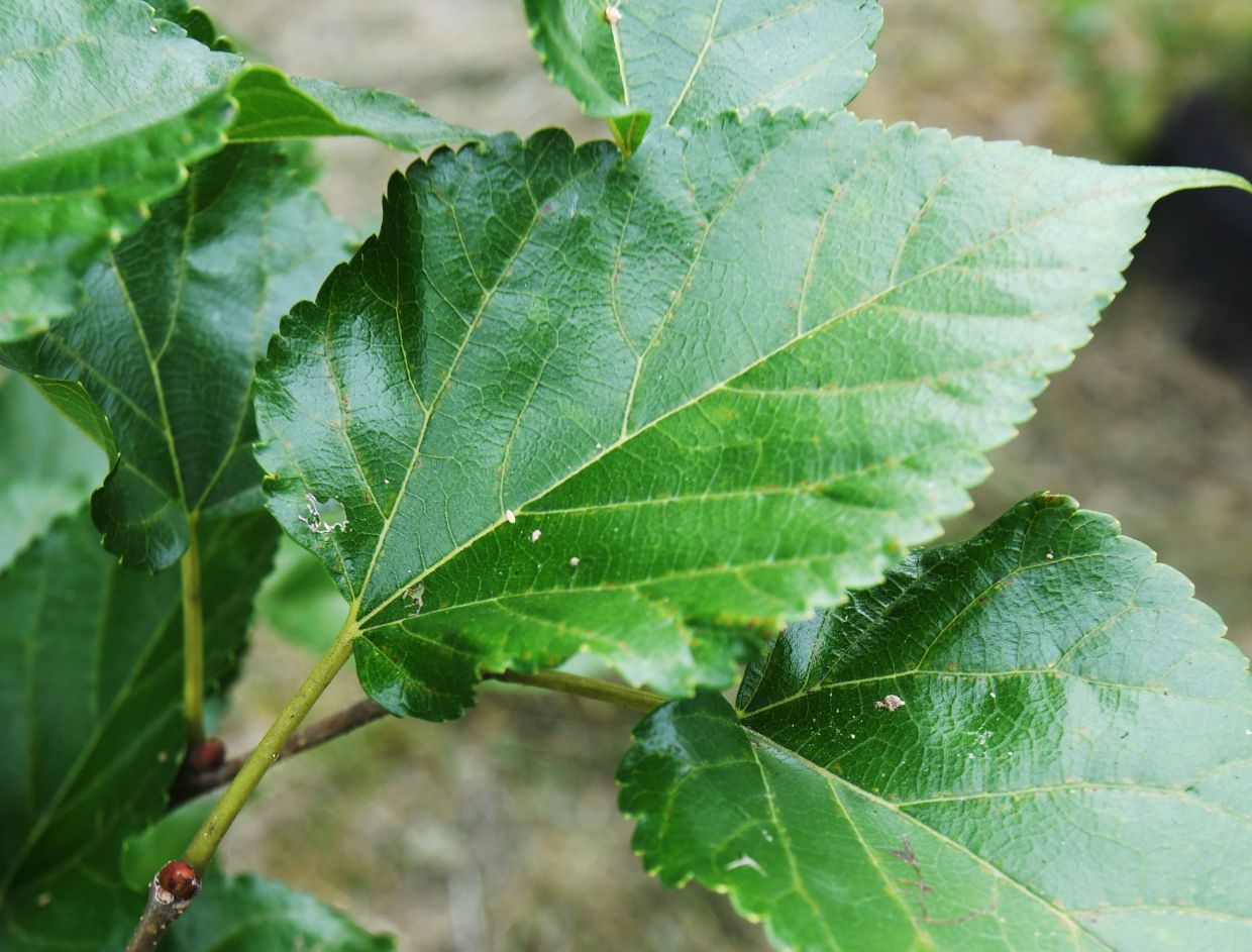 QuickCheck: Was tea once used as a form of currency?