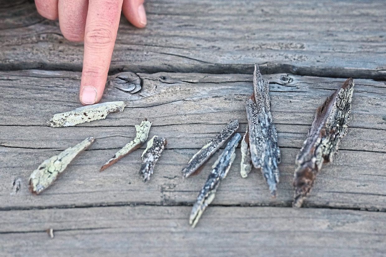 Some of the lichen found during the field trip.