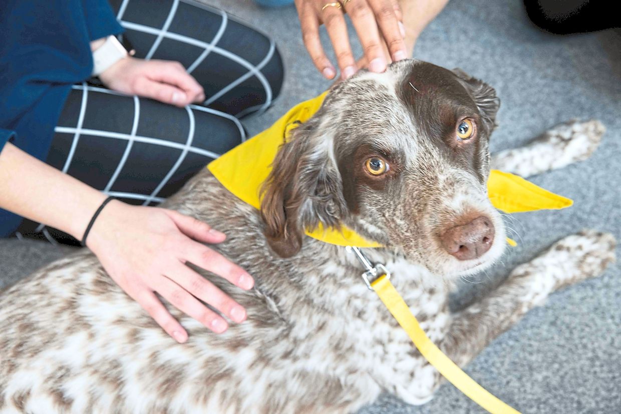 Students pet Duck, a therapy dog, during the Paws for Finals event hosted by the University of Texas at Dallas. Paws Across Texas brings in therapy dogs for students to pet as they prepare for final exams.