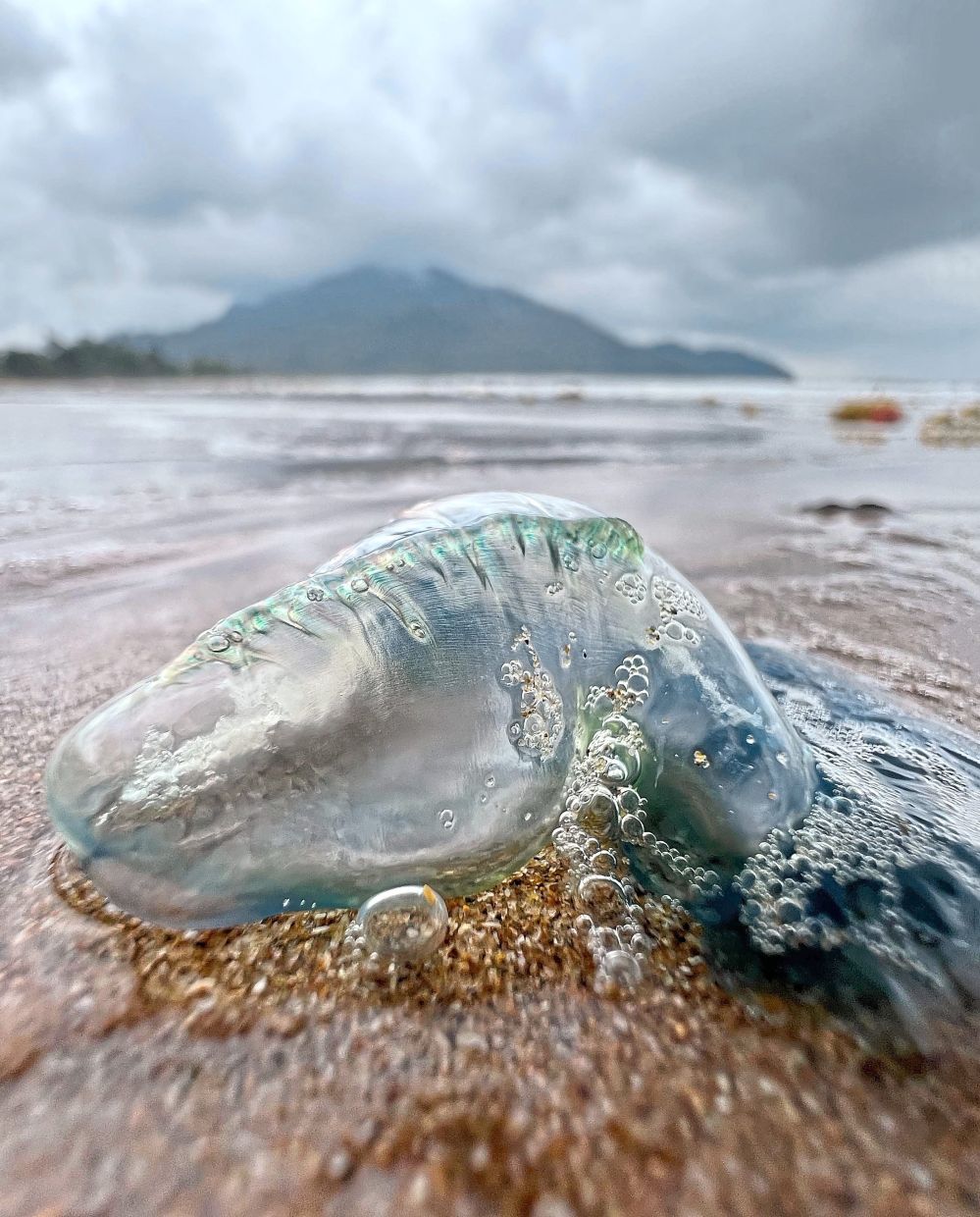 Best left alone: A file photo showing the Portuguese man-of-war, locally known as ubur-ubur api. Their tentacles contain microscopic stinging cells which can continue injecting venom after the animal is detached or dead. — ZULAZHAR SHEBLEE/The Star