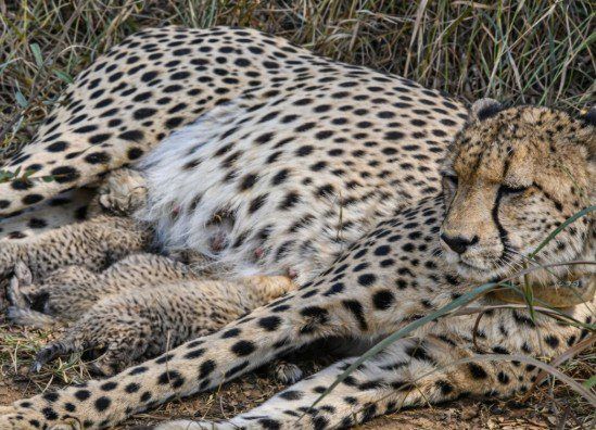 ‘Roaring new chapter’ for nation’s cheetah population