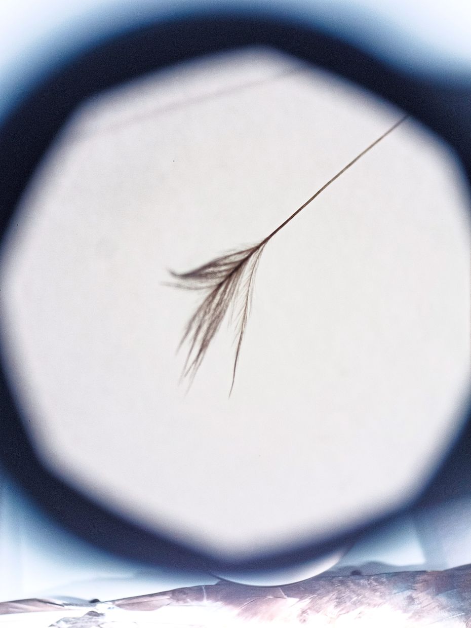 A filoplume from a turkey vulture wing is seen under a microscope at the Cornell Lab of Ornithology in Ithaca, New York. — Bryan Anselm/The New York Times