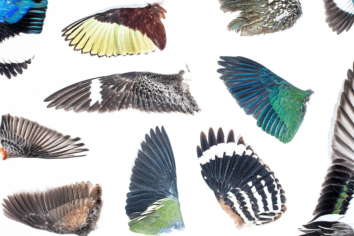 Wing specimens at the Cornell Lab. There are six types of feathers on a bird’s body, including filoplumes, and all are made of keratin, a dead substance like human hair. — Bryan Anselm/The New York Times