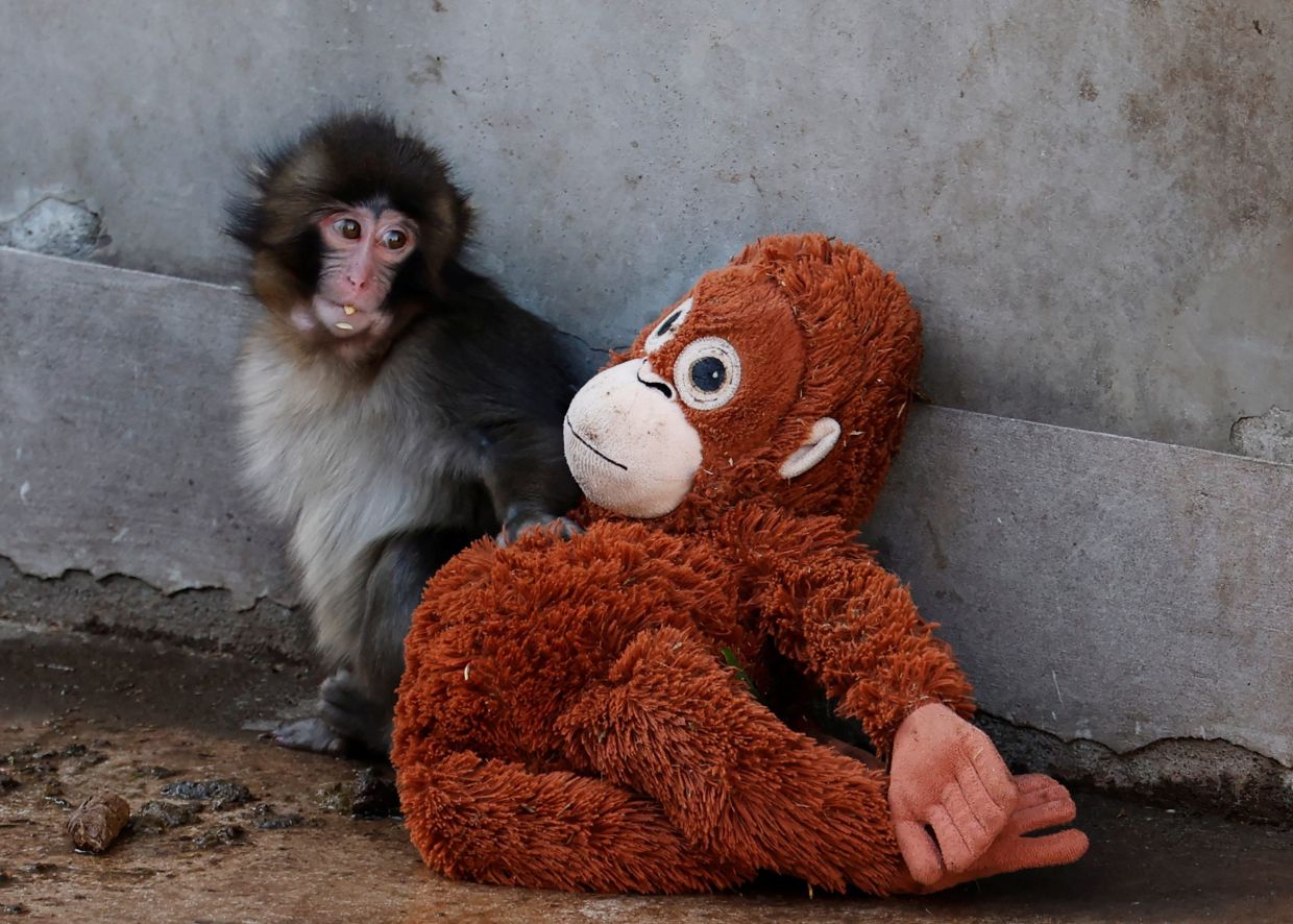 Fans flock to Japan zoo to see viral baby monkey Punch, finds comfort in stuffed orangutan, and charms crowd