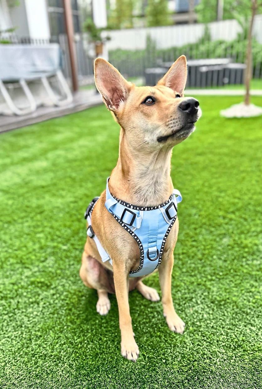 Charlie is a dog’s dog, cheerful with Lucy but not great with cats. — Photos: MITCH CHAM