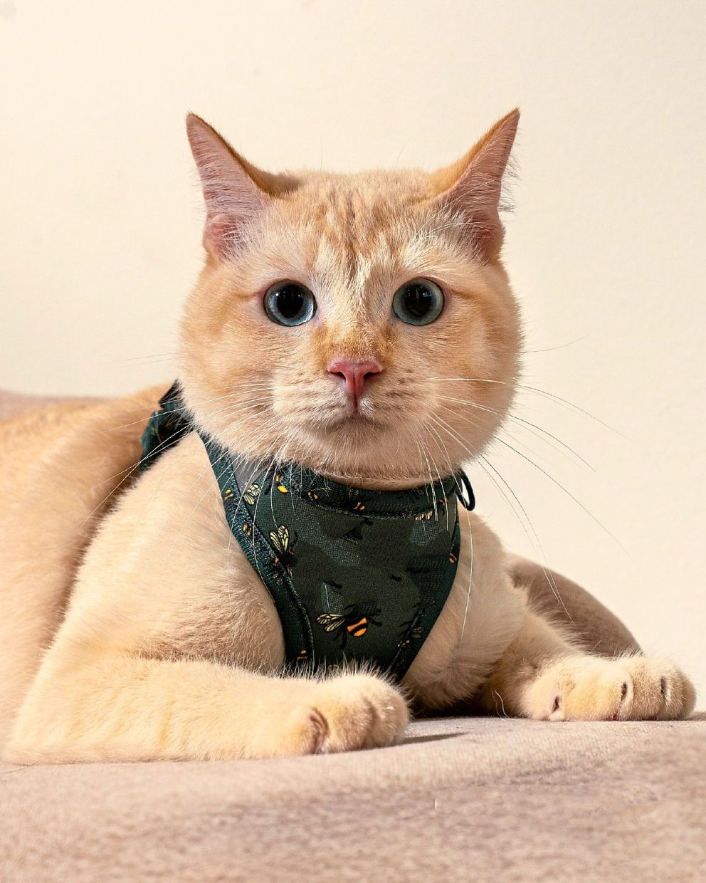 Tofu looks innocent but he is a naughty genius.