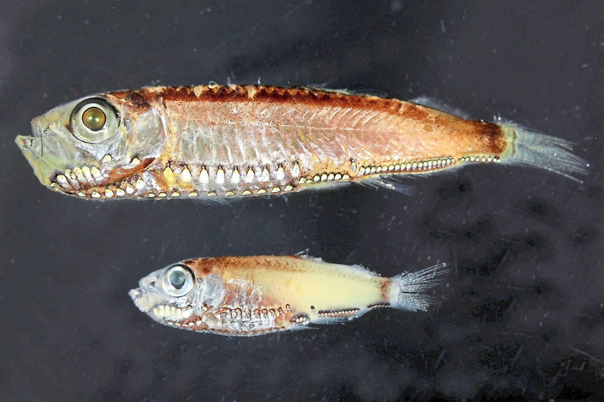 Deep-sea fish break the mold with novel visual system