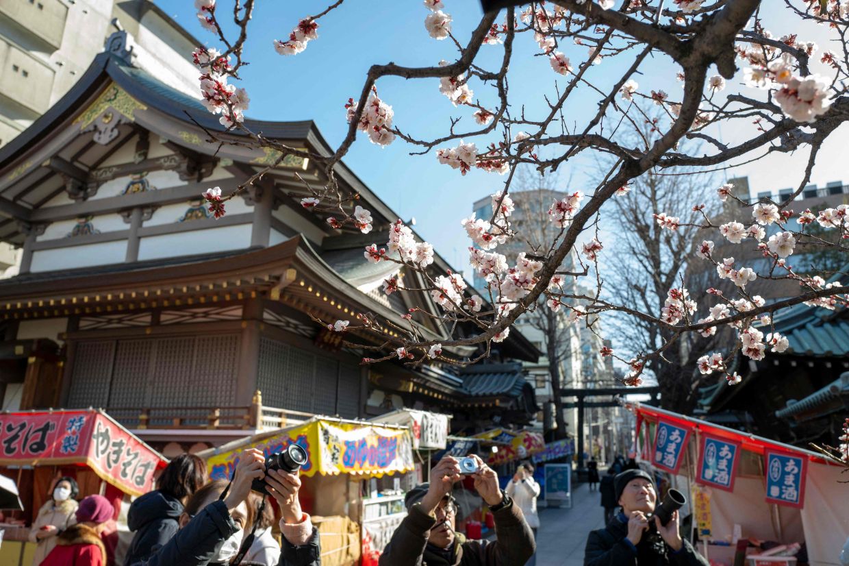 TOPSHOT - Visitors take photos of the plum blossoms blooming at Yushima Tenjin Shrine in Tokyo, during its Plum Festival, a springtime sight in Tokyo where around 300 white and red plum trees can be enjoyed at the shrine. -- Photo by Kazuhiro NOGI / AFP