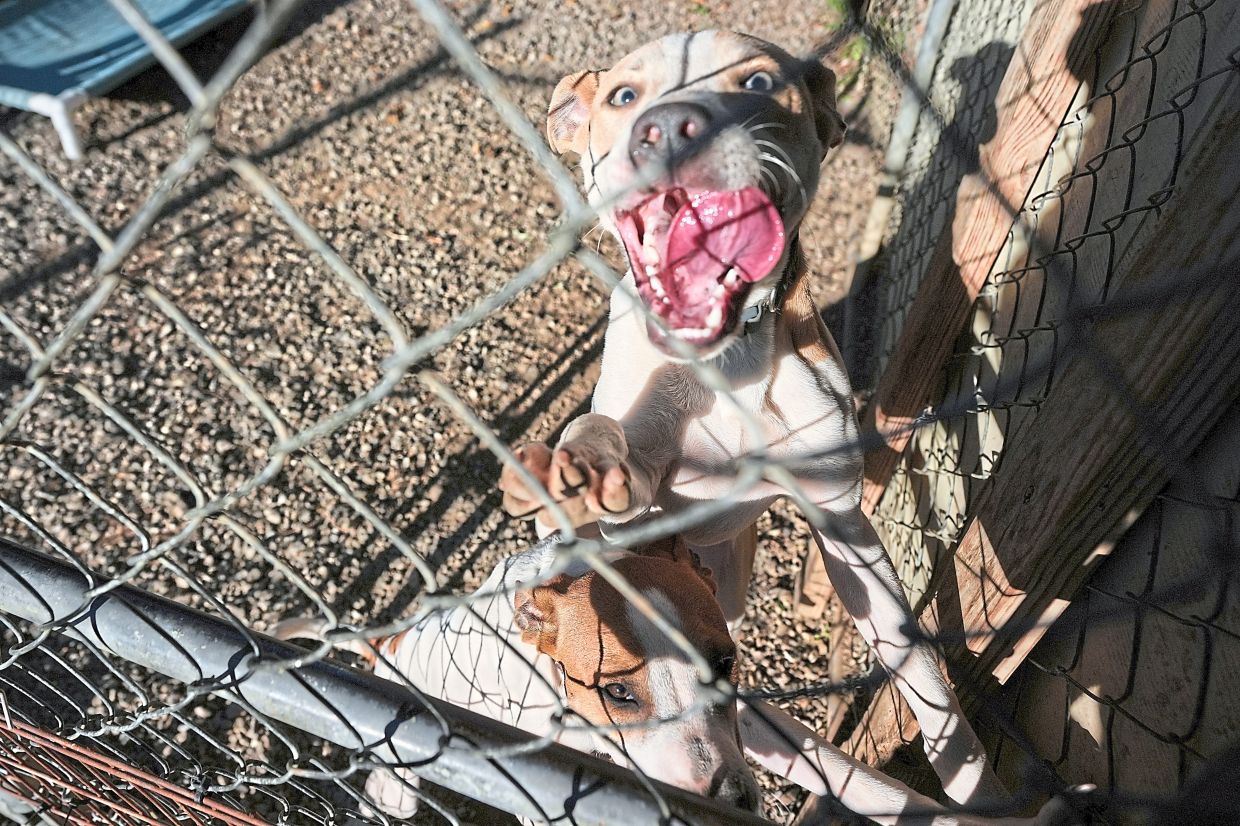 Dog behavior specialists and veterinarians say separation anxiety, noise phobias and other fears are common sources of stress and can exacerbate negative behaviours.