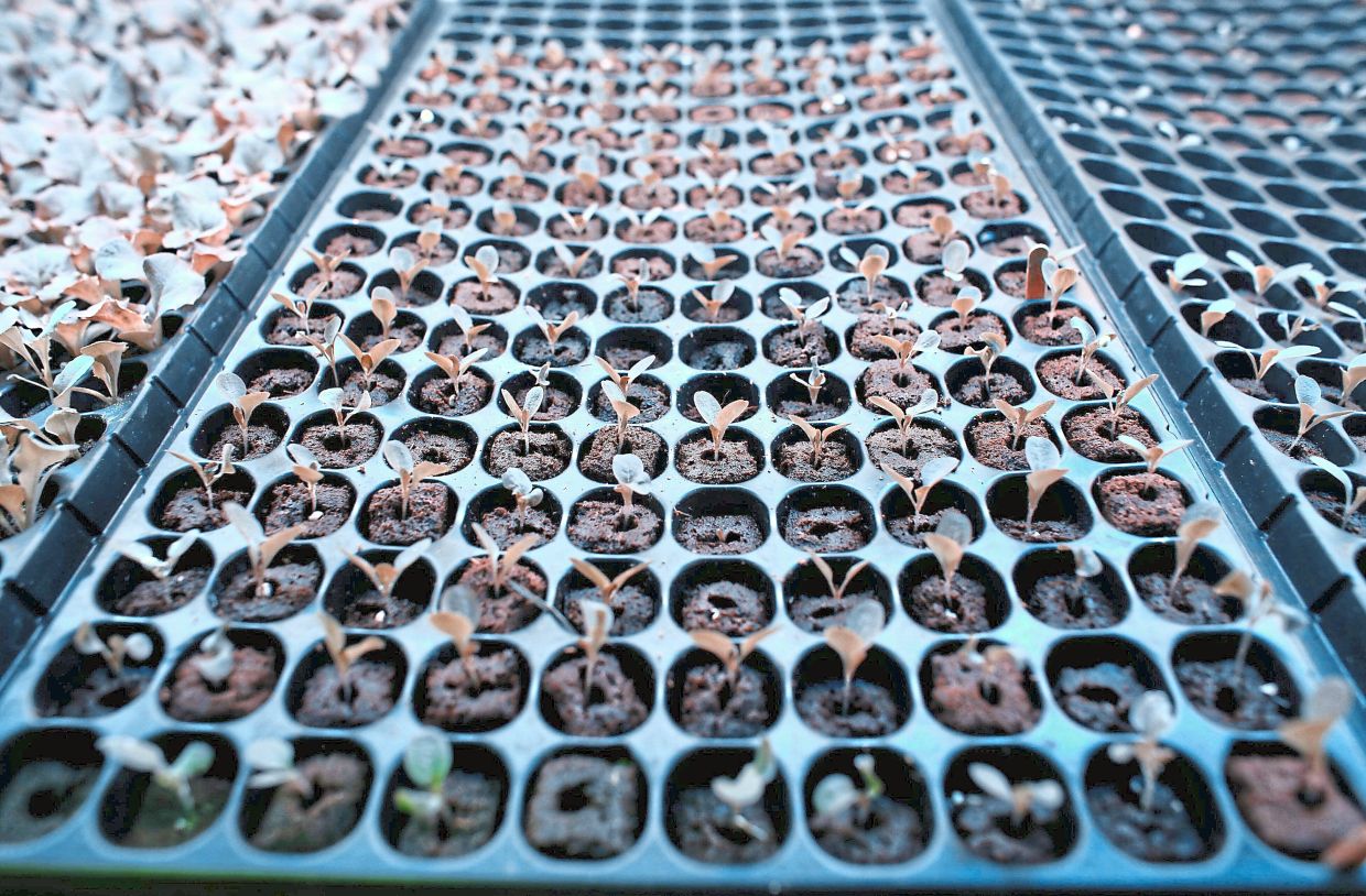 Lettuce seedlings rest in a container under a blue light.