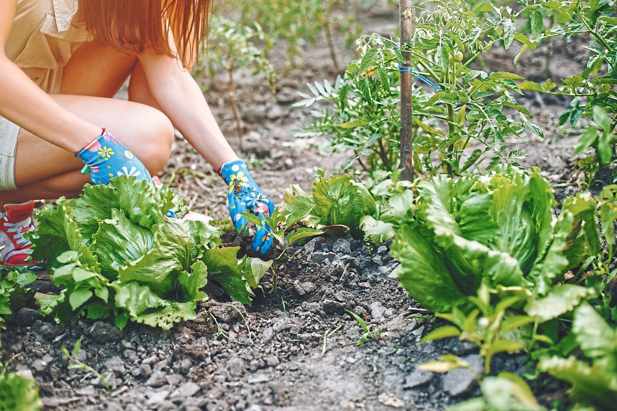 The plants capture and store carbon in the soil, promote healthy soil by preventing compaction and can make the air cooler on rooftops and patios.