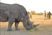 'Ridiculous' plan developed at Florida zoo saves wild rhino's eyesight in Africa