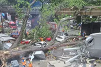 Vigilance and maintenance key to preventing tree falls